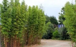 Temple Bamboo (Semiarundinaria Fastuosa) - 3 Gallon Pot (2-4') 12 Temple Bamboo (Semiarundinaria Fastuosa) - 3 Gallon Pot (2-4') -FruitTree Store temple bamboo 1