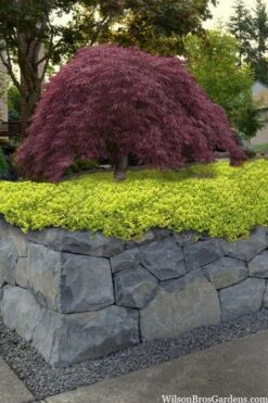 Archers Gold Lemon Thyme - Thymus Citriodorus - 10 Pack Of Pint Pots