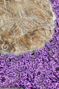 Caborn Wine & Roses Creeping Thyme - 5 Pack Of Pint Pots -FruitTree Store thymus caborn wine and roses 2