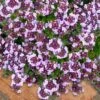 Caborn Wine & Roses Creeping Thyme - 5 Pack Of Pint Pots -FruitTree Store thymus caborn wine and roses 3