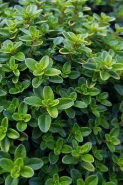 Lemon Creeping Thyme - 6 Pack Of Pint Pots -FruitTree Store thymus citrriodorus lemon thyme 1