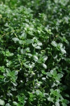 Lemon Creeping Thyme - 6 Pack Of Pint Pots -FruitTree Store thymus citrriodorus lemon thyme 2