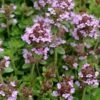 Lemon Creeping Thyme - 6 Pack Of Pint Pots -FruitTree Store thymus citrriodorus lemon thyme 3