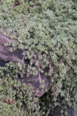 Woolly Creeping Thyme (Thymus Lanuginosis) - 6 Pack Of Pint Pots -FruitTree Store thymus lanuginosis wooly thyme 11 1