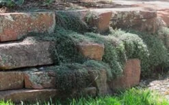 Woolly Creeping Thyme (Thymus Lanuginosis) - 10 Pack Of Pint Pots -FruitTree Store thymus lanuginosis wooly thyme 4 2