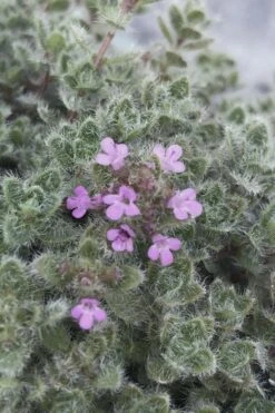 Woolly Creeping Thyme (Thymus Lanuginosis) - 6 Pack Of Pint Pots -FruitTree Store thymus lanuginosis wooly thyme 5 1
