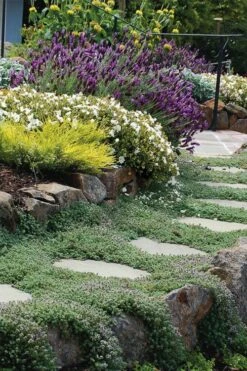 FruitTree Store 40 Woolly Creeping Thyme (Thymus Lanuginosis) - 10 Pack Of Pint Pots