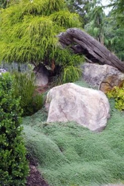 Woolly Creeping Thyme (Thymus Lanuginosis) - 6 Pack Of Pint Pots -FruitTree Store thymus lanuginosis wooly thyme 8 1