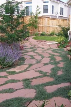 Woolly Creeping Thyme (Thymus Lanuginosis) - 10 Pack Of Pint Pots -FruitTree Store thymus lanuginosis wooly thyme 9 2