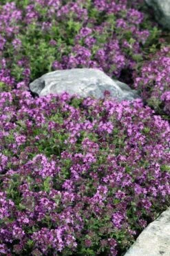 Magic Carpet Creeping Thyme (Thymus Serpyllum) - 6 Pack Of Pint Pots -FruitTree Store thymus serpyllum magic carpet creeping thyme 2