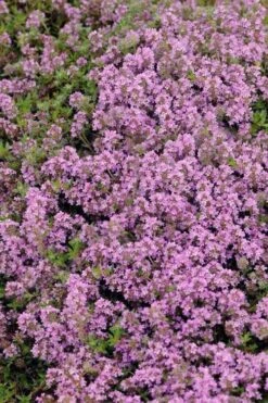 Magic Carpet Creeping Thyme (Thymus Serpyllum) - 6 Pack Of Pint Pots -FruitTree Store thymus serpyllum magic carpet creeping thyme 7