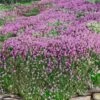 Magic Carpet Creeping Thyme (Thymus Serpyllum) - 6 Pack Of Pint Pots 1 Magic Carpet Creeping Thyme (Thymus Serpyllum) - 6 Pack Of Pint Pots -FruitTree Store thymus serpyllum magic carpet creeping thyme 8