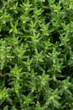 English Thyme (Thymus Vulgaris) - 6 Pack Of Pint Pots -FruitTree Store thymus vulgaris english thyme 2