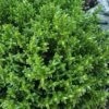 English Thyme (Thymus Vulgaris) - 6 Pack Of Pint Pots 2 English Thyme (Thymus Vulgaris) - 6 Pack Of Pint Pots -FruitTree Store thymus vulgaris english thyme 3