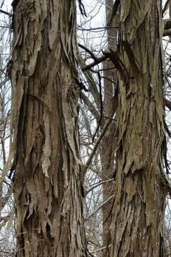 Shagbark Hickory Tree (Carya Ovata) - 3 Gallon Pot -FruitTree Store tree hickory shagbark 500x750 1