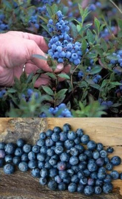 Wild Lowbush Blueberry Plant - 1 Gallon 15 Wild Lowbush Blueberry Plant - 1 Gallon -FruitTree Store vaccinium angustifolium low bush blueberry 10
