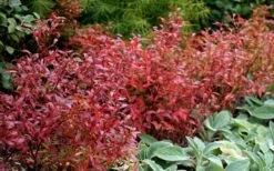 Wild Lowbush Blueberry Plant - 1 Gallon 19 Wild Lowbush Blueberry Plant - 1 Gallon -FruitTree Store vaccinium angustifolium low bush blueberry 2