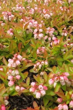 Wild Lowbush Blueberry Plant - 1 Gallon 18 Wild Lowbush Blueberry Plant - 1 Gallon -FruitTree Store vaccinium angustifolium low bush blueberry 4