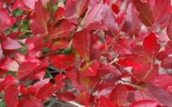 Wild Lowbush Blueberry Plant - 1 Gallon 16 Wild Lowbush Blueberry Plant - 1 Gallon -FruitTree Store vaccinium angustifolium low bush blueberry 6