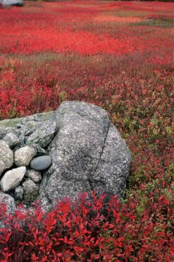 Wild Lowbush Blueberry Plant - 1 Gallon 17 Wild Lowbush Blueberry Plant - 1 Gallon -FruitTree Store vaccinium angustifolium low bush blueberry 7