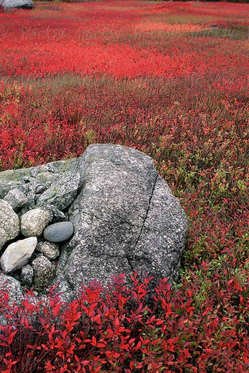 Wild Lowbush Blueberry Plant - 1 Gallon 9 Wild Lowbush Blueberry Plant - 1 Gallon - Image 7