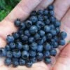 Wild Lowbush Blueberry Plant - 1 Gallon -FruitTree Store vaccinium angustifolium low bush blueberry 8