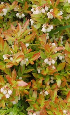 Wild Lowbush Blueberry Plant - 1 Gallon 14 Wild Lowbush Blueberry Plant - 1 Gallon -FruitTree Store vaccinium angustifolium low bush blueberry 9