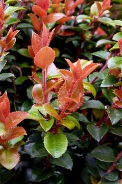 Evergreen Huckleberry (Vaccinium Ovatum) -3 Gallon Pot -FruitTree Store vaccinium ovatum evergreen huckleberry 10