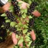 Evergreen Huckleberry (Vaccinium Ovatum) - 1 Gallon Pot -FruitTree Store vaccinium ovatum evergreen huckleberry 11 1