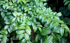 Evergreen Huckleberry (Vaccinium Ovatum) - 1 Gallon Pot -FruitTree Store vaccinium ovatum evergreen huckleberry 12 1