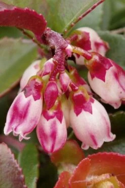 Evergreen Huckleberry (Vaccinium Ovatum) -3 Gallon Pot -FruitTree Store vaccinium ovatum evergreen huckleberry 4
