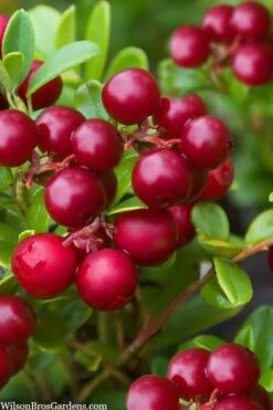 Red Candy Ligonberry (Vaccinum Vitis-idaea) - 1 Gallon -FruitTree Store vaccinum vitis idaea red candy ligonberry 2