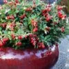 Red Candy Ligonberry (Vaccinum Vitis-idaea) - 1 Gallon 1 Red Candy Ligonberry (Vaccinum Vitis-idaea) - 1 Gallon -FruitTree Store vaccinum vitis idaea red candy ligonberry 3