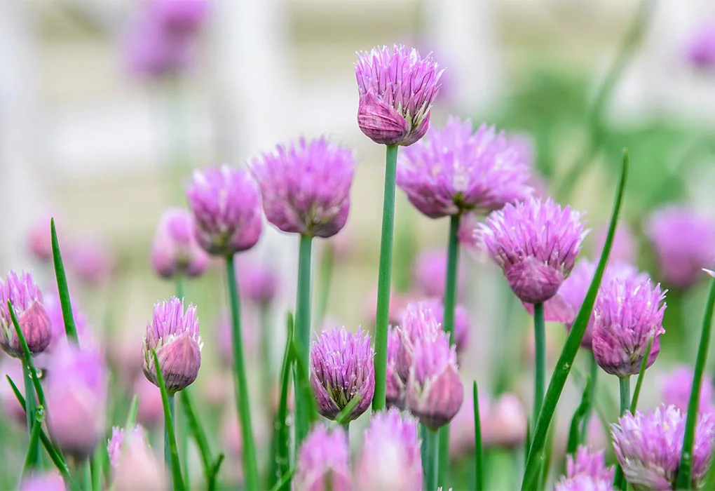 FruitTree Store 11 FruitTree Store -FruitTree Store chives4d2092f081338f28f97abca024ca3551892e2985